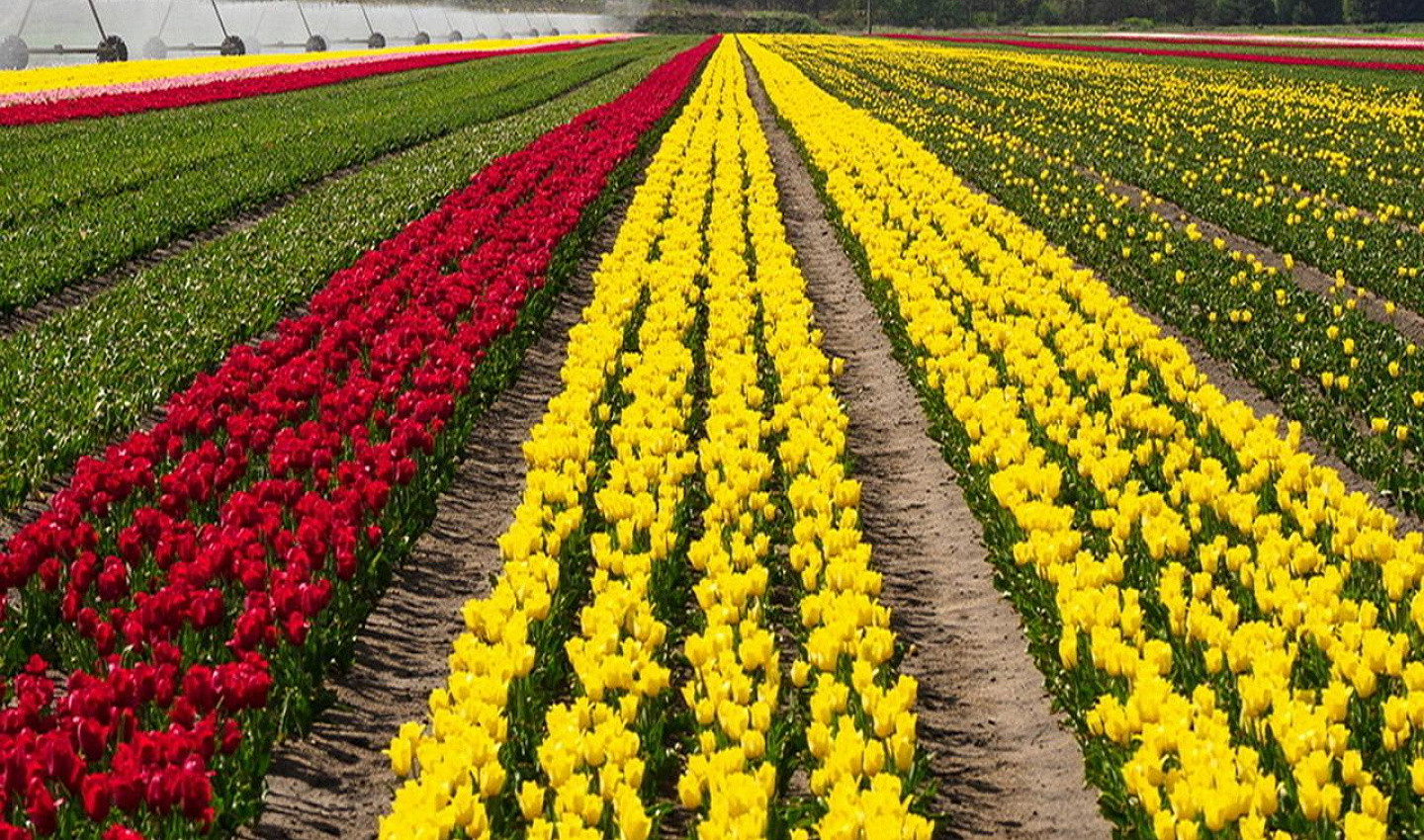 Фототур: Тюльпановая сказка в Беларуси