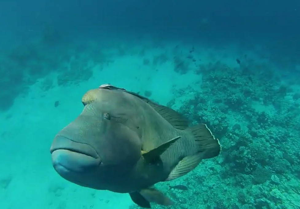 Виза в Египет для белорусов подорожала