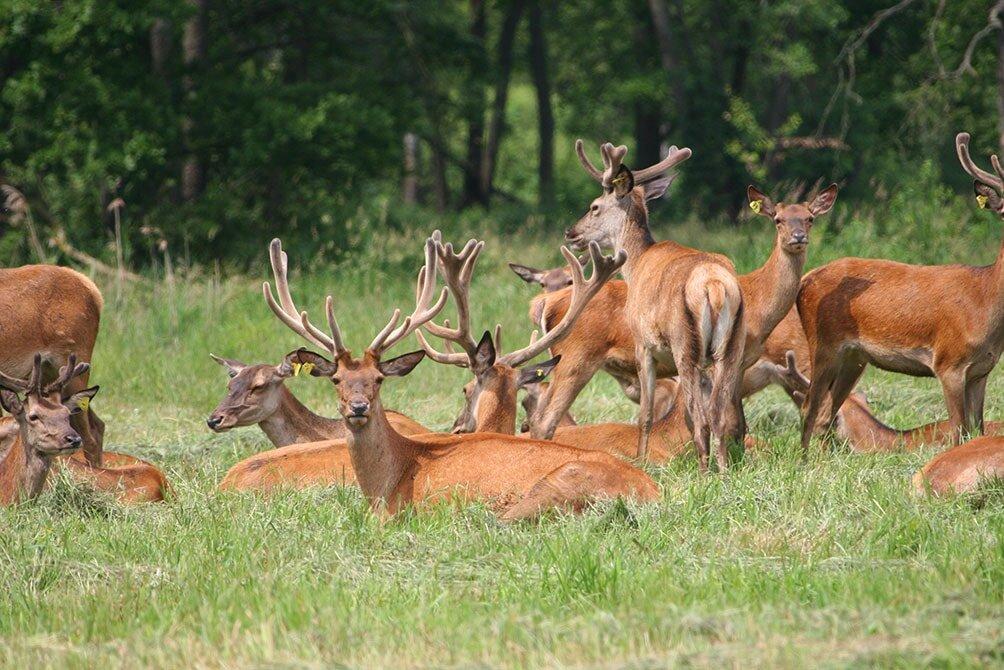 Море Геродота – Сафари в Лясковичах!