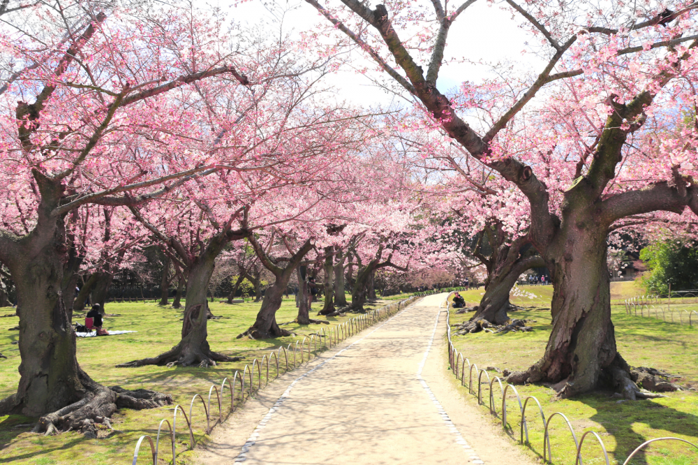 Токио: вчера и сегодня (САКУРА 2026)